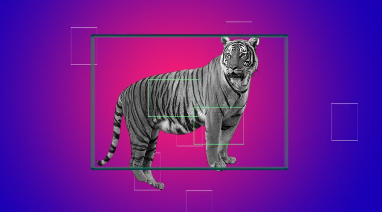 The Story of the Stripes – How Tiger Stripes Evolved Through Gradualism